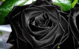 Xôn xao loài hoa hồng đen cực quý hiếm