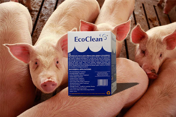 Vi sinh xử lý nước thải chăn nuôi - EcoCleanTM 501